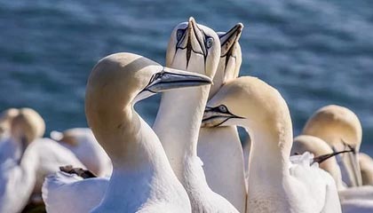 爱游戏官方-英超冠军悬念：剧情跌宕，精彩不断！，英超冠军分析