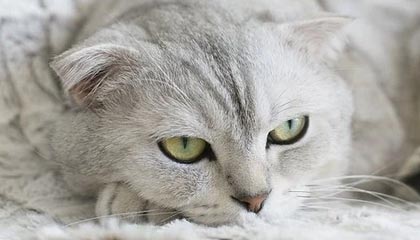 随机巴西2-0领先乌拉圭，世界杯预选赛取得关键胜利，1950年世界杯巴西vs乌拉圭